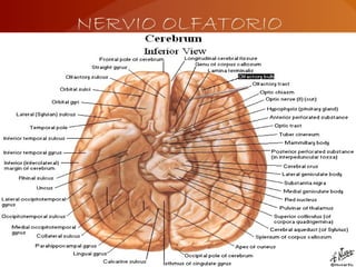 NERVIO OLFATORIO
 