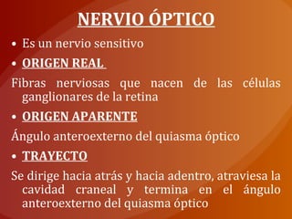 • Es un nervio sensitivo
• ORIGEN REAL
Fibras nerviosas que nacen de las células
ganglionares de la retina
• ORIGEN APARENTE
Ángulo anteroexterno del quiasma óptico
• TRAYECTO
Se dirige hacia atrás y hacia adentro, atraviesa la
cavidad craneal y termina en el ángulo
anteroexterno del quiasma óptico
NERVIO ÓPTICO
 