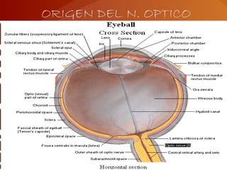 ORIGEN DEL N. OPTICO
 