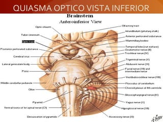 QUIASMA OPTICO VISTA INFERIOR
 