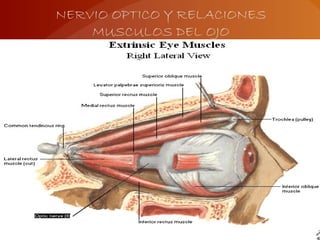 NERVIO OPTICO Y RELACIONES
MUSCULOS DEL OJO
 