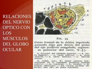 RELACIONES
DEL NERVIO
OPTICO CON
LOS
MÚSCULOS
DEL GLOBO
OCULAR
 