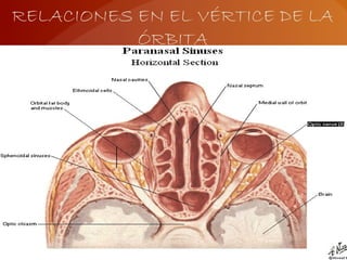 RELACIONES EN EL VÉRTICE DE LA
ÓRBITA
 