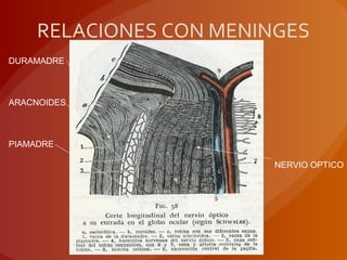 RELACIONES CON MENINGES
DURAMADRE
ARACNOIDES
PIAMADRE
NERVIO OPTICO
 