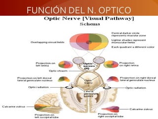 FUNCIÓN DEL N. OPTICO
 
