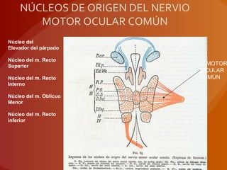 NÚCLEOS DE ORIGEN DEL NERVIO
MOTOR OCULAR COMÚN
N. MOTOR
OCULAR
COMÚN
Núcleo del
Elevador del párpado
Núcleo del m. Recto
Superior
Núcleo del m. Recto
Interno
Núcleo del m. Oblicuo
Menor
Núcleo del m. Recto
inferior
 