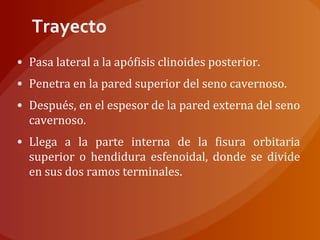 Trayecto
• Pasa lateral a la apófisis clinoides posterior.
• Penetra en la pared superior del seno cavernoso.
• Después, en el espesor de la pared externa del seno
cavernoso.
• Llega a la parte interna de la fisura orbitaria
superior o hendidura esfenoidal, donde se divide
en sus dos ramos terminales.
 
