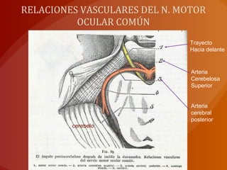 RELACIONES VASCULARES DEL N. MOTOR
OCULAR COMÚN
Trayecto
Hacia delante
Arteria
Cerebelosa
Superior
Arteria
cerebral
posterior
cerebelo
 