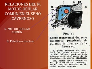 RELACIONES DEL N.
MOTOR OCULAR
COMÚN EN EL SENO
CAVERNOSO
N. MOTOR OCULAR
COMÚN
N. Patético o troclear.
 