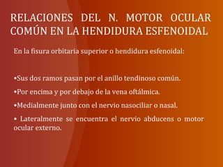 RELACIONES DEL N. MOTOR OCULAR
COMÚN EN LA HENDIDURA ESFENOIDAL
En la fisura orbitaria superior o hendidura esfenoidal:
•Sus dos ramos pasan por el anillo tendinoso común.
•Por encima y por debajo de la vena oftálmica.
•Medialmente junto con el nervio nasociliar o nasal.
• Lateralmente se encuentra el nervio abducens o motor
ocular externo.
 