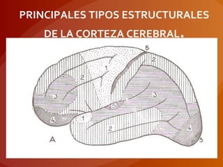 PRINCIPALES TIPOS ESTRUCTURALES
DE LA CORTEZA CEREBRAL.
 