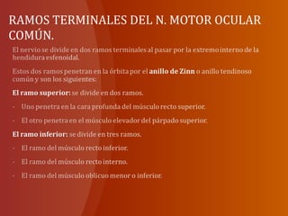 RAMOS TERMINALES DEL N. MOTOR OCULAR
COMÚN.
 