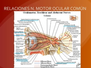 RELACIONES N. MOTOR OCULAR COMÚN
 