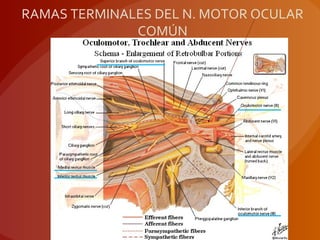 RAMAS TERMINALES DEL N. MOTOR OCULAR
COMÚN
 