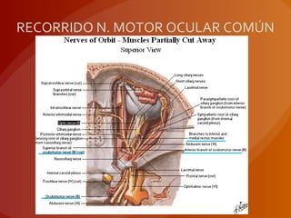 RECORRIDO N. MOTOR OCULAR COMÚN
 