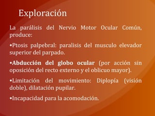 Exploración
La parálisis del Nervio Motor Ocular Común,
produce:
•Ptosis palpebral: paralisis del musculo elevador
superior del parpado.
•Abducción del globo ocular (por acción sin
oposición del recto externo y el oblicuo mayor).
•Limitación del movimiento: Diplopía (visión
doble), dilatación pupilar.
•Incapacidad para la acomodación.
 