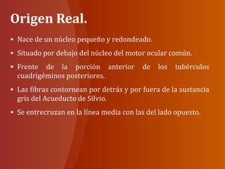 Origen Real.
• Nace de un núcleo pequeño y redondeado.
• Situado por debajo del núcleo del motor ocular común.
• Frente de la porción anterior de los tubérculos
cuadrigéminos posteriores.
• Las fibras contornean por detrás y por fuera de la sustancia
gris del Acueducto de Silvio.
• Se entrecruzan en la línea media con las del lado opuesto.
 