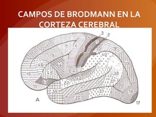 CAMPOS DE BRODMANN EN LA
CORTEZA CEREBRAL
 