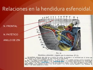 Relaciones en la hendidura esfenoidal.
N. FRONTAL
N. PATÉTICO
ANILLO DE ZIN
 