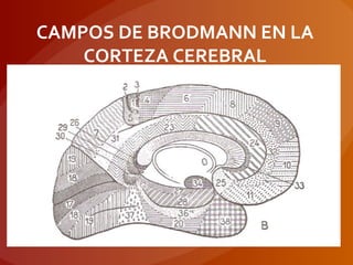 CAMPOS DE BRODMANN EN LA
CORTEZA CEREBRAL
 