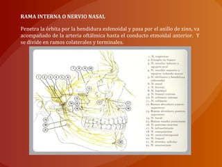 RAMA INTERNA O NERVIO NASAL
Penetra la órbita por la hendidura esfenoidal y pasa por el anillo de zinn, va
acompañado de la arteria oftálmica hasta el conducto etmoidal anterior. Y
se divide en ramos colaterales y terminales.
 
