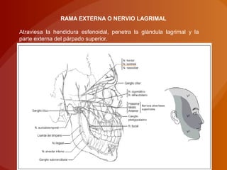 RAMA EXTERNA O NERVIO LAGRIMAL
Atraviesa la hendidura esfenoidal, penetra la glándula lagrimal y la
parte externa del párpado superior.
 