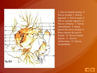 1. Nervio frontal externo. 2. 
Nervio frontal. 3. Nervio 
lagrimal. 4. Nervio nasal. 5. 
Nervio maxilar superior. 6. 
Nervio orbitario. 7. Nervio 
infraorbitario. 8. Rama 
lateral del nervio frontal. 9. 
Rama interna del nervio 
frontal. 10. Nervio frontal 
interno. 11. Nervio 
infratroclear. 12. Nervio 
nasopalatino. 
 