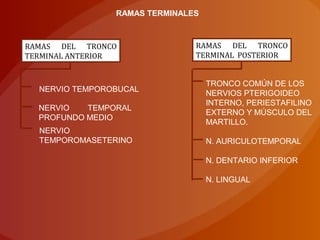 RAMAS TERMINALES
RAMAS DEL TRONCO
TERMINAL ANTERIOR
RAMAS DEL TRONCO
TERMINAL POSTERIOR
NERVIO TEMPOROBUCAL
NERVIO TEMPORAL
PROFUNDO MEDIO
NERVIO
TEMPOROMASETERINO
TRONCO COMÚN DE LOS
NERVIOS PTERIGOIDEO
INTERNO, PERIESTAFILINO
EXTERNO Y MÚSCULO DEL
MARTILLO.
N. AURICULOTEMPORAL
N. DENTARIO INFERIOR
N. LINGUAL
 