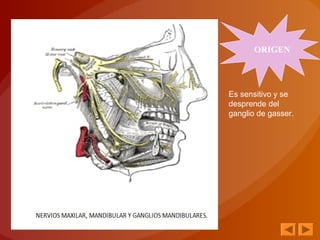 ORIGEN
Es sensitivo y se
desprende del
ganglio de gasser.
 