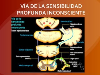 VÍA DE LA SENSIBILIDAD
PROFUNDA INCONSCIENTE
 