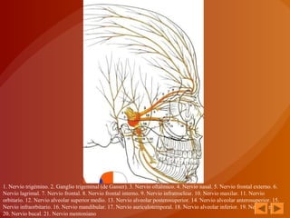 1. Nervio trigémino. 2. Ganglio trigeminal (de Gasser). 3. Nervio oftálmico. 4. Nervio nasal. 5. Nervio frontal externo. 6. 
Nervio lagrimal. 7. Nervio frontal. 8. Nervio frontal interno. 9. Nervio infratroclear. 10. Nervio maxilar. 11. Nervio 
orbitario. 12. Nervio alveolar superior medio. 13. Nervio alveolar posterosuperior. 14. Nervio alveolar anterosuperior. 15. 
Nervio infraorbitario. 16. Nervio mandibular. 17. Nervio auriculotemporal. 18. Nervio alveolar inferior. 19. Nervio lingual. 
20. Nervio bucal. 21. Nervio mentoniano 
 
