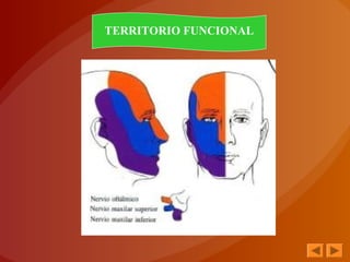 TERRITORIO FUNCIONAL
 