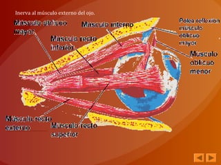 Inerva al músculo externo del ojo.
 