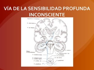 VÍA DE LA SENSIBILIDAD PROFUNDA
INCONSCIENTE
 