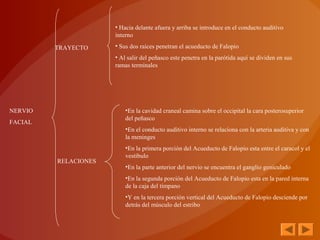 NERVIO
FACIAL
TRAYECTO
RELACIONES
• Hacia delante afuera y arriba se introduce en el conducto auditivo 
interno
• Sus dos raíces penetran el acueducto de Falopio
• Al salir del peñasco este penetra en la parótida aquí se dividen en sus 
ramas terminales
•En la cavidad craneal camina sobre el occipital la cara posterosuperior 
del peñasco 
•En el conducto auditivo interno se relaciona con la arteria auditiva y con 
la meninges
•En la primera porción del Acueducto de Falopio esta entre el caracol y el 
vestíbulo 
•En la parte anterior del nervio se encuentra el ganglio geniculado
•En la segunda porción del Acueducto de Falopio esta en la pared interna 
de la caja del tímpano 
•Y en la tercera porción vertical del Acueducto de Falopio desciende por 
detrás del músculo del estribo
 
