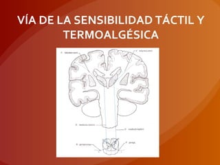 VÍA DE LA SENSIBILIDAD TÁCTIL Y
TERMOALGÉSICA
 
