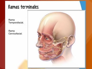 Rama
Temporofacial.
Rama
Cervicofacial.
 
