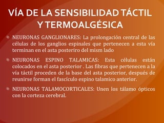 NEURONAS GANGLIONARES: La prolongación central de las
células de los ganglios espinales que pertenecen a esta vía
terminan en el asta posteriro del mism lado
NEURONAS ESPINO TALAMICAS: Esta células están
colocados en el asta posterior . Las fibras que pertenecen a la
vía táctil proceden de la base del asta posterior, después de
reunirse forman el fascículo espino talamico anterior.
NEURONAS TALAMOCORTICALES: Unen los tálamo ópticos
con la corteza cerebral.
 