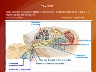 Llega al conducto auditivo interno, penetra en el al mismo tiempo que el facial y lo
recorre en toda su extensión.
Anterior- coclear Posterior - vestibular
TRAYECTO
 