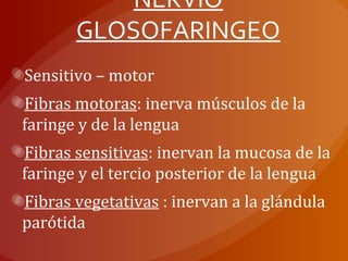 NERVIO
GLOSOFARINGEO
Sensitivo – motor
Fibras motoras: inerva músculos de la
faringe y de la lengua
Fibras sensitivas: inervan la mucosa de la
faringe y el tercio posterior de la lengua
Fibras vegetativas : inervan a la glándula
parótida
 