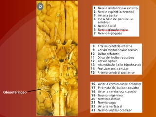 Glosofaríngeo
 