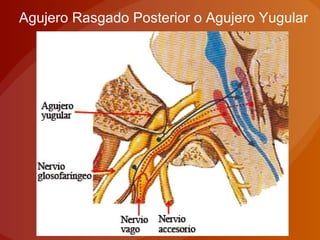 Agujero Rasgado Posterior o Agujero Yugular
 