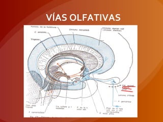 VÍAS OLFATIVAS
 