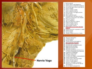 Nervio Vago
 