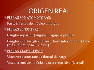ORIGEN REAL
FIBRAS SOMATOMOTORAS:
Parte inferior del núcleo ambiguo
FIBRAS SENSITIVAS:
Ganglio superior (yugular): agujero yugular
Ganglio inferior(plexiforme): base inferior del cráneo
(más voluminoso 1 – 2 cm)
FIBRAS VEGETATIVAS:
Visceromotora: núcleo dorsal del vago
Viscerosensitiva: núcleo viscerosensitivo (lateral)
 