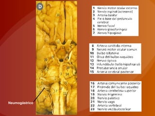 Neumogástrico
 