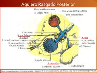 Agujero Rasgado Posterior
 