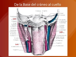 De la Base del cráneo al cuello
 