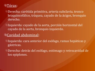 Tórax:
Derecha: carótida primitiva, arteria subclavia, tronco
braquiocefálico, tráquea, cayado de la ácigos, bronquio
derecho.
Izquierda: cayado de la aorta, porción horizontal del
cayado de la aorta, bronquio izquierdo.
Cavidad abdominal:
Izquierda: cara anterior del esófago, ramas hepáticas y
gástricas.
Derecha: detrás del esófago, estómago y retrocavidad de
los epiplones.
 