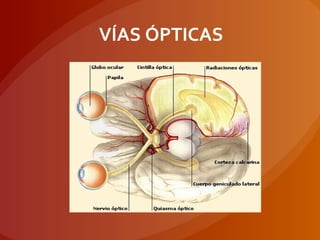 VÍAS ÓPTICAS
 